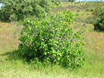 Ficus%20Carica_15.jpg