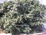 Ficus%20Carica_23.jpg