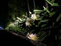 Hylocereus_night_blooming_540.jpg