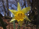 Narcissus%20pseudonarcissus%201.jpg