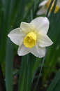 Narcissus%20pseudonarcissus%2011.jpg