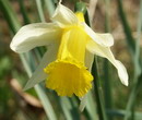 Narcissus%20pseudonarcissus%202.jpg