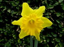 Narcissus%20pseudonarcissus%203.jpg