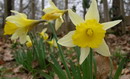 Narcissus%20pseudonarcissus%207.jpg