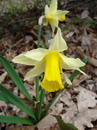Narcissus%20pseudonarcissus%208.jpg