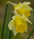 Narcissus%20pseudonarcissus%209.jpg