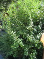Salix%20purpurea%2010.jpg