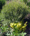 Salix%20purpurea%2011.jpg