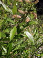 Salix%20purpurea%2012.jpg