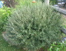 Salix%20purpurea%2021.jpg