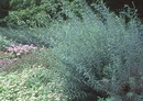 Salix%20purpurea%2023.jpg