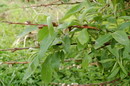 Salix%20purpurea%203.jpg