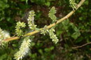 Salix%20purpurea%206.jpg
