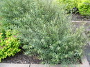 Salix%20purpurea%207.jpg