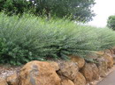 Salix%20purpurea%209.jpg