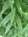 Solidago%20Shortii_4.jpg