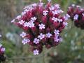 Verbena%20Brasiliensis180.jpg