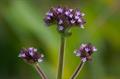 Verbena%20Brasiliensis257.jpg