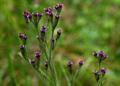 Verbena%20Brasiliensis351.jpg