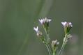 Verbena%20Brasiliensis676.jpg