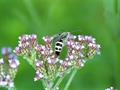 Verbena%20Brasiliensis850.jpg