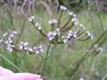 Verbena%20Brasiliensis958.jpg