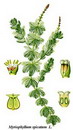 myriophyllum%20spicatum%201.jpg