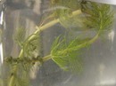 myriophyllum%20spicatum%205.JPG