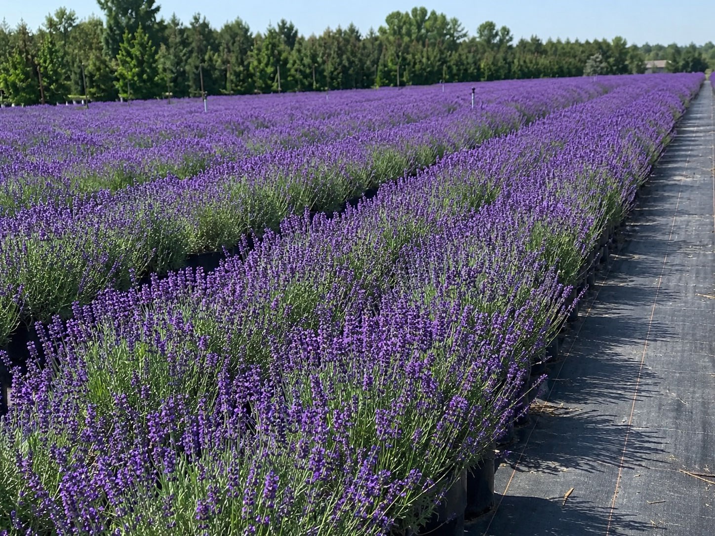 تأمین و فروش عمده لاوندر انگلیسی