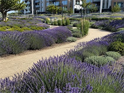 کاشت گروهی لاوندر انگلیسی و Mass Planting در پروژه‌های فضای سبز
