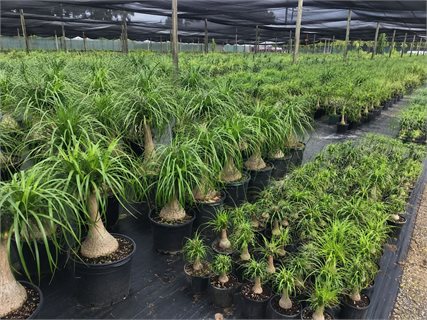 تامین عمده لیندا - Beaucarnea Recurvata