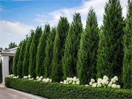 کاشت ردیفی سرو کوهی برای کنار دیوار