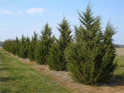 کاشت ردیفی سرو کوهی  برای ایجاد بادشکن و Windbreak