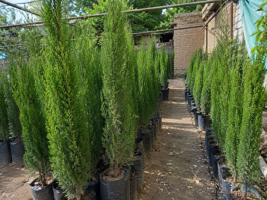 نمونه نهالستان سرو برای بررسی تأمین عمده و پروژه‌ای