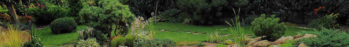 فروشگاه اینترنتی گل و گیاه نارگیل