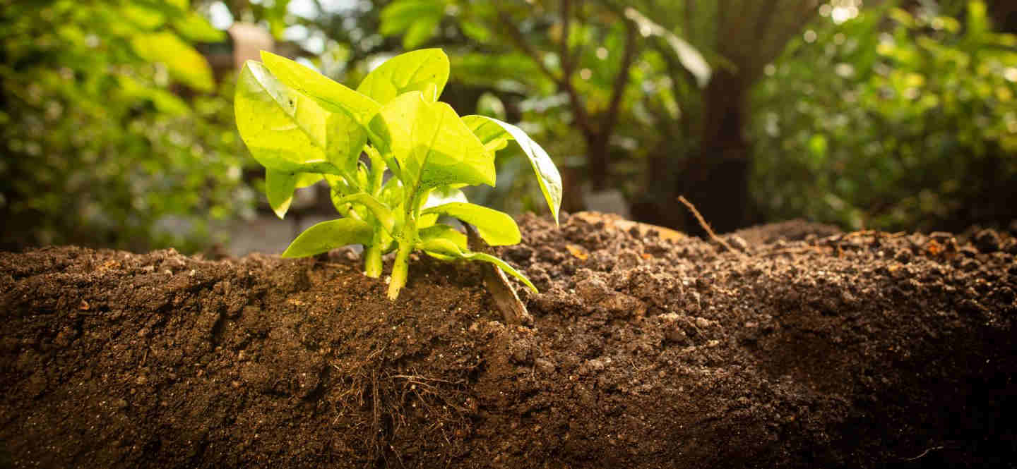 فروشگاه اینترنتی گل و گیاه نارگیل