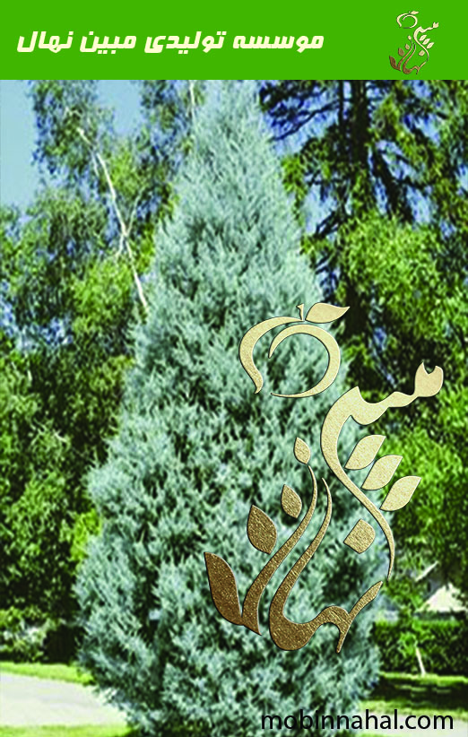 نهال سرو نقره‌ای