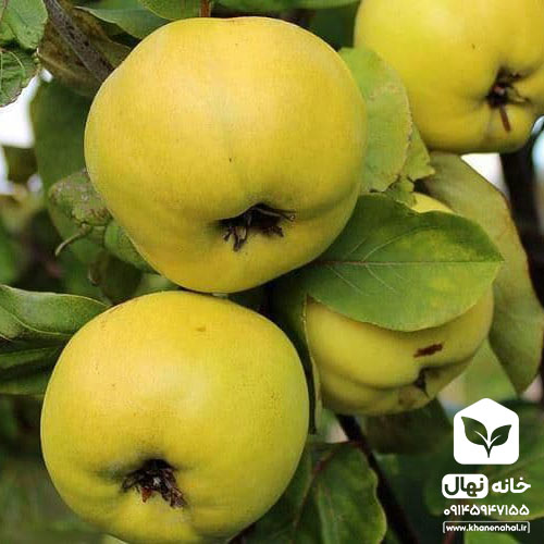نهال به اصفهان