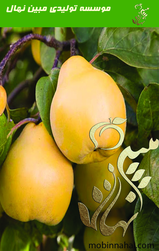 به اصفهان