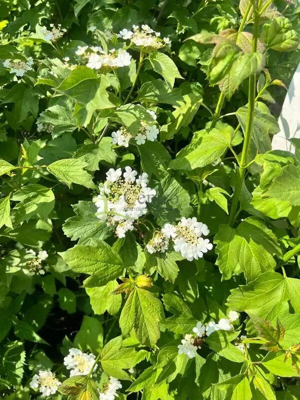 Калина обыкновенная (Viburnum opulus)