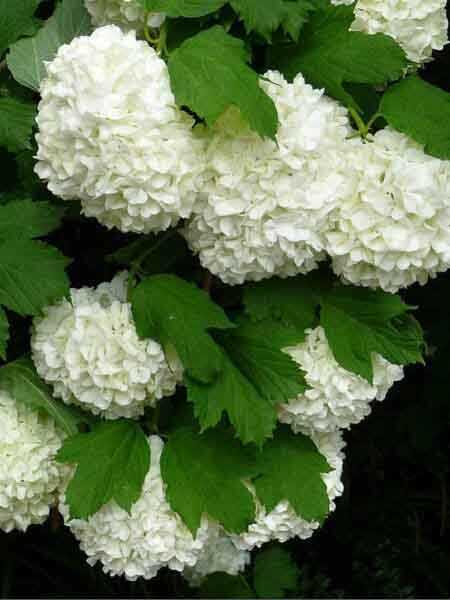 VIBURNUM OPULUS STERILE (Çınar yapraklı kartopu) BİTKİSİ