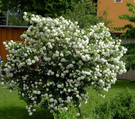 فروش درختچه بداغ (بوداغ) (Viburnum opulus) - ارتفاع 50 سانتی‌متر