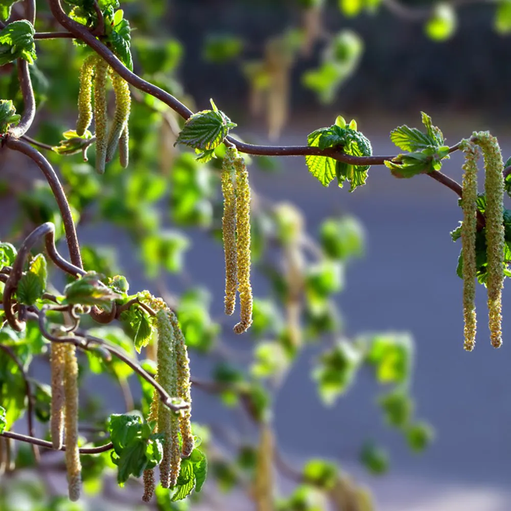 Corylus avellana 'Contorta' (corkscrew hazel)