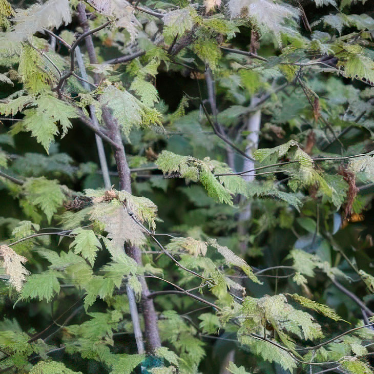 Corylus avellana ‘Zeta’