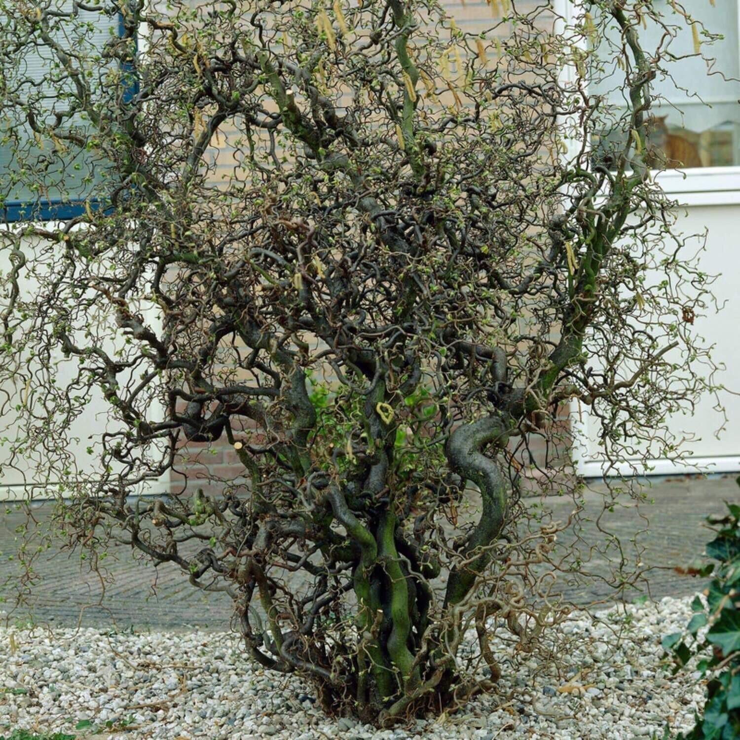 Nocciolo Contorto, Corylus avellana 'Contorta' - vaso Ø20 cm