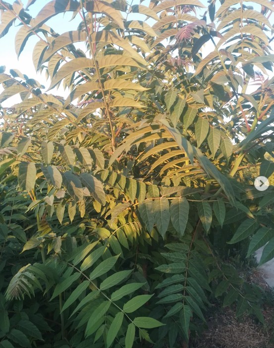 نهال عرعر