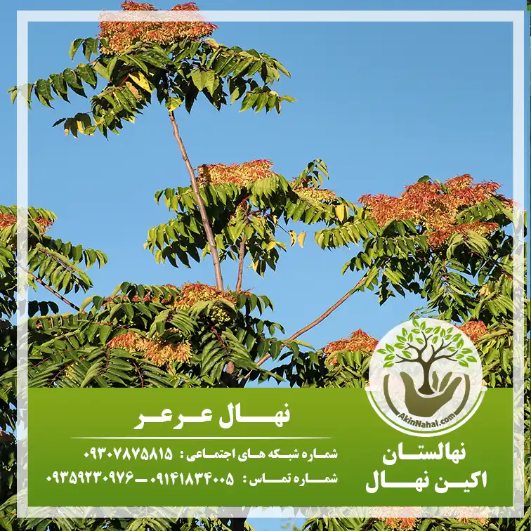 نهال عرعر