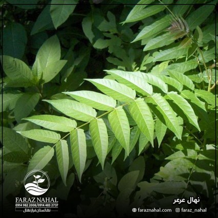نهال عرعر