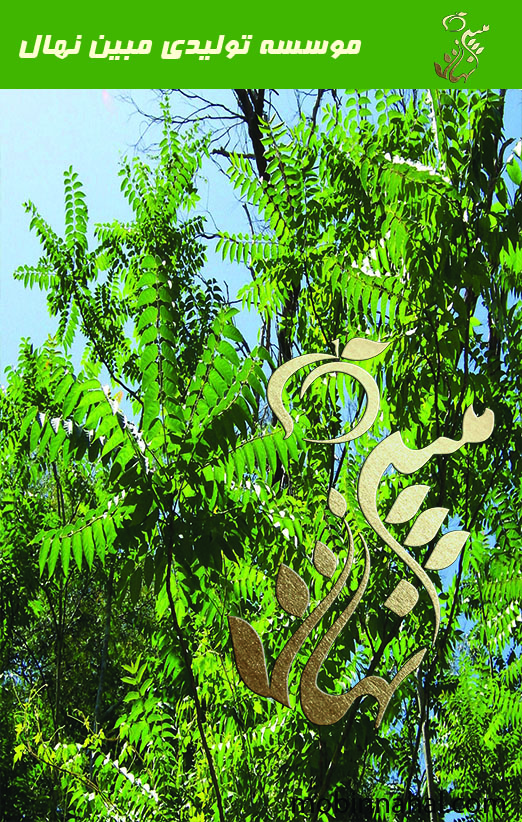 عرعر7ساله