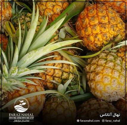 نهال آناناس